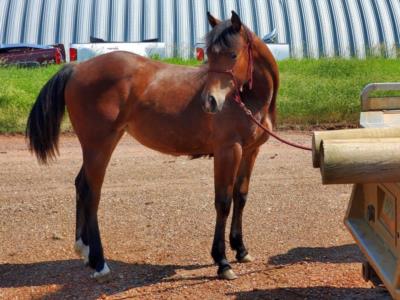 Whiskey Up Salmon JW <BR> AQHA PENDING